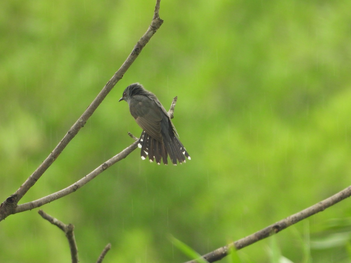 Gray-bellied Cuckoo - ML638228315