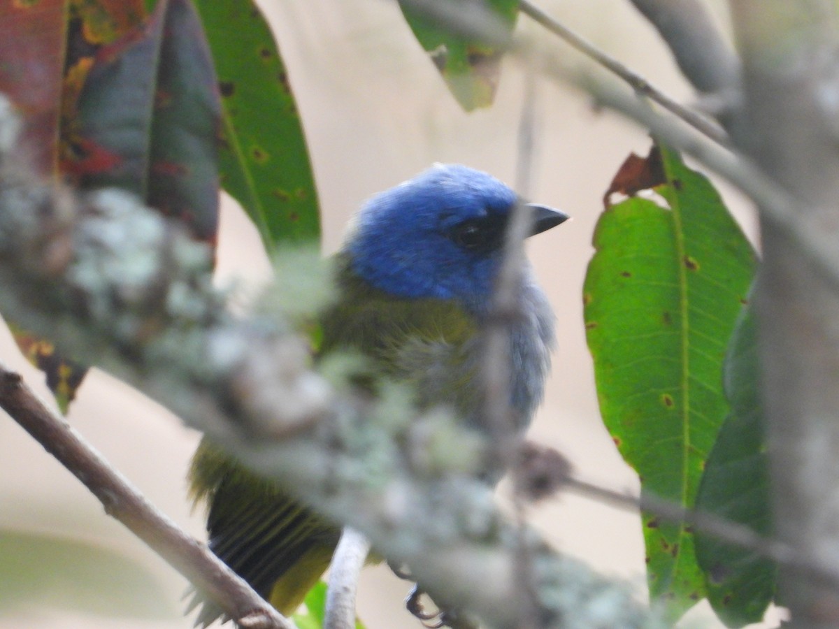 Blue-capped Tanager - ML638228320
