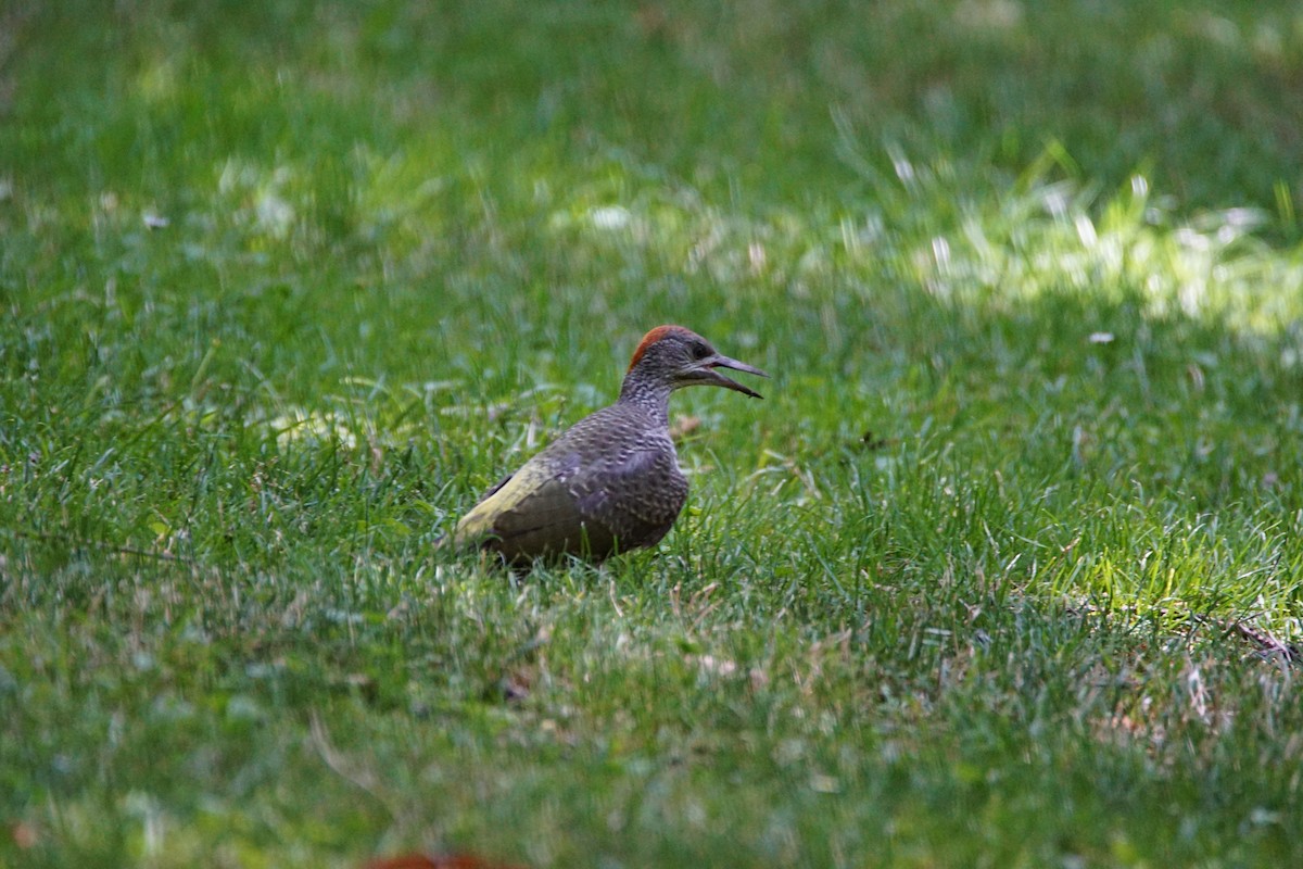 Iberian Green Woodpecker - ML638228322