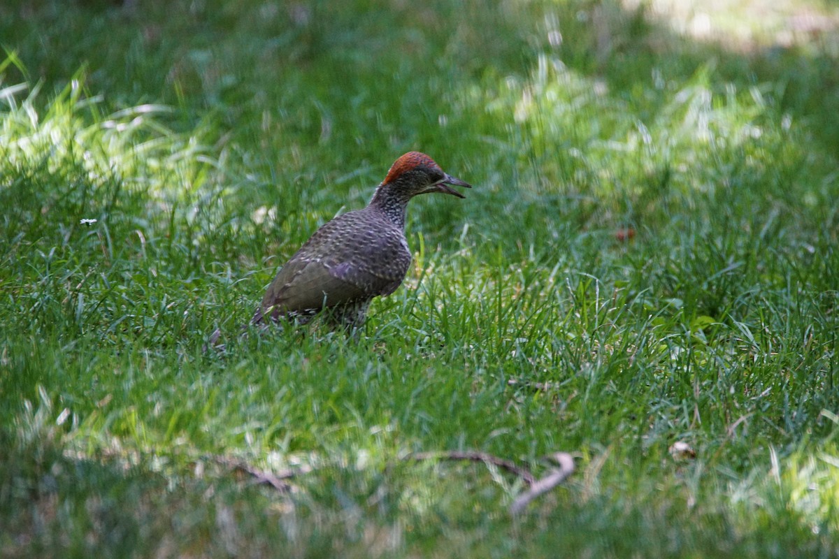 Iberian Green Woodpecker - ML638228323