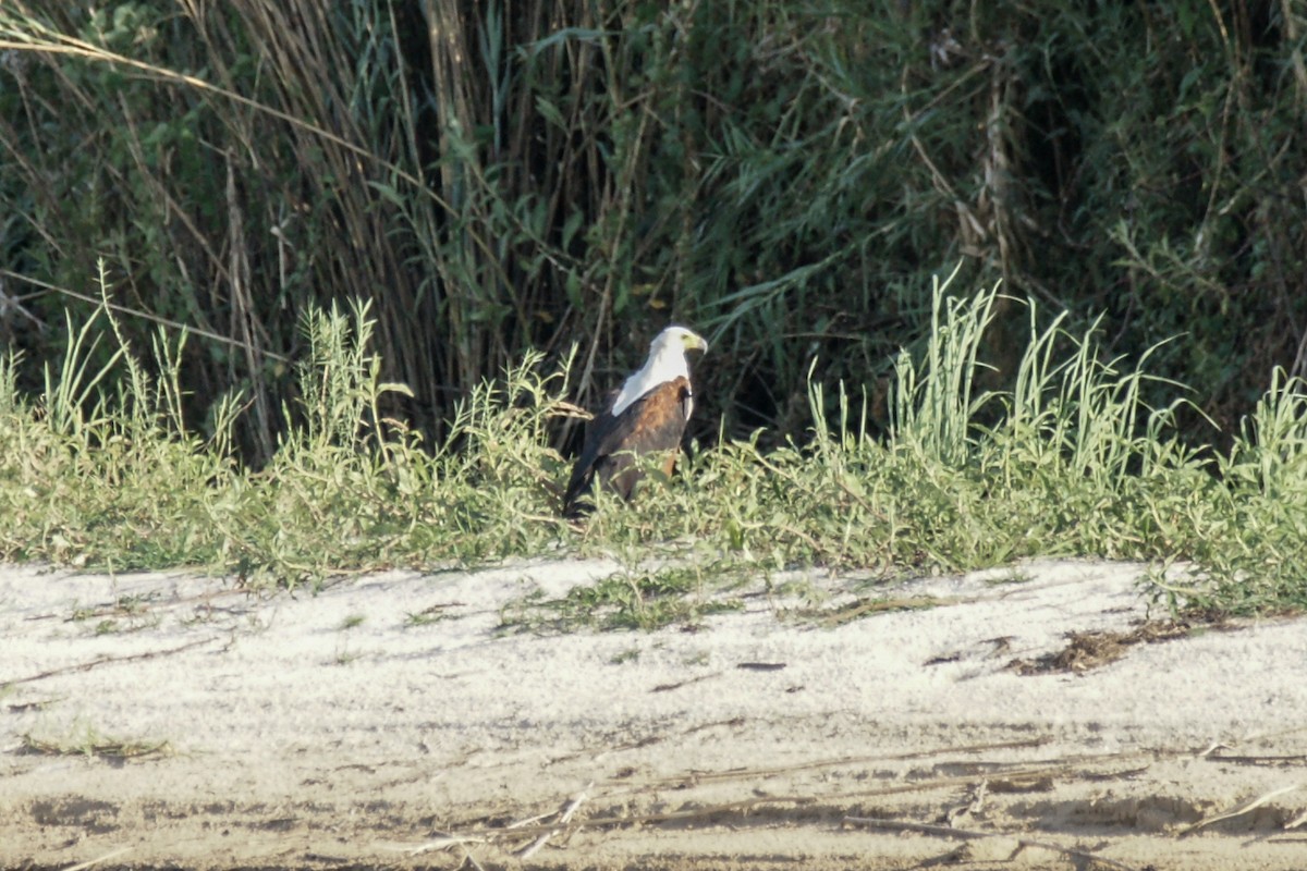 African Fish-Eagle - ML638228326