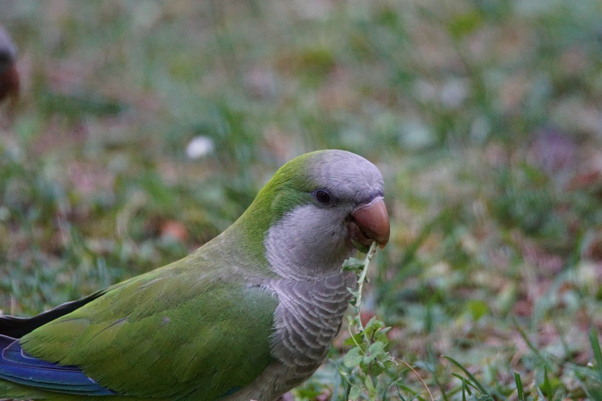 Monk Parakeet - ML638228327