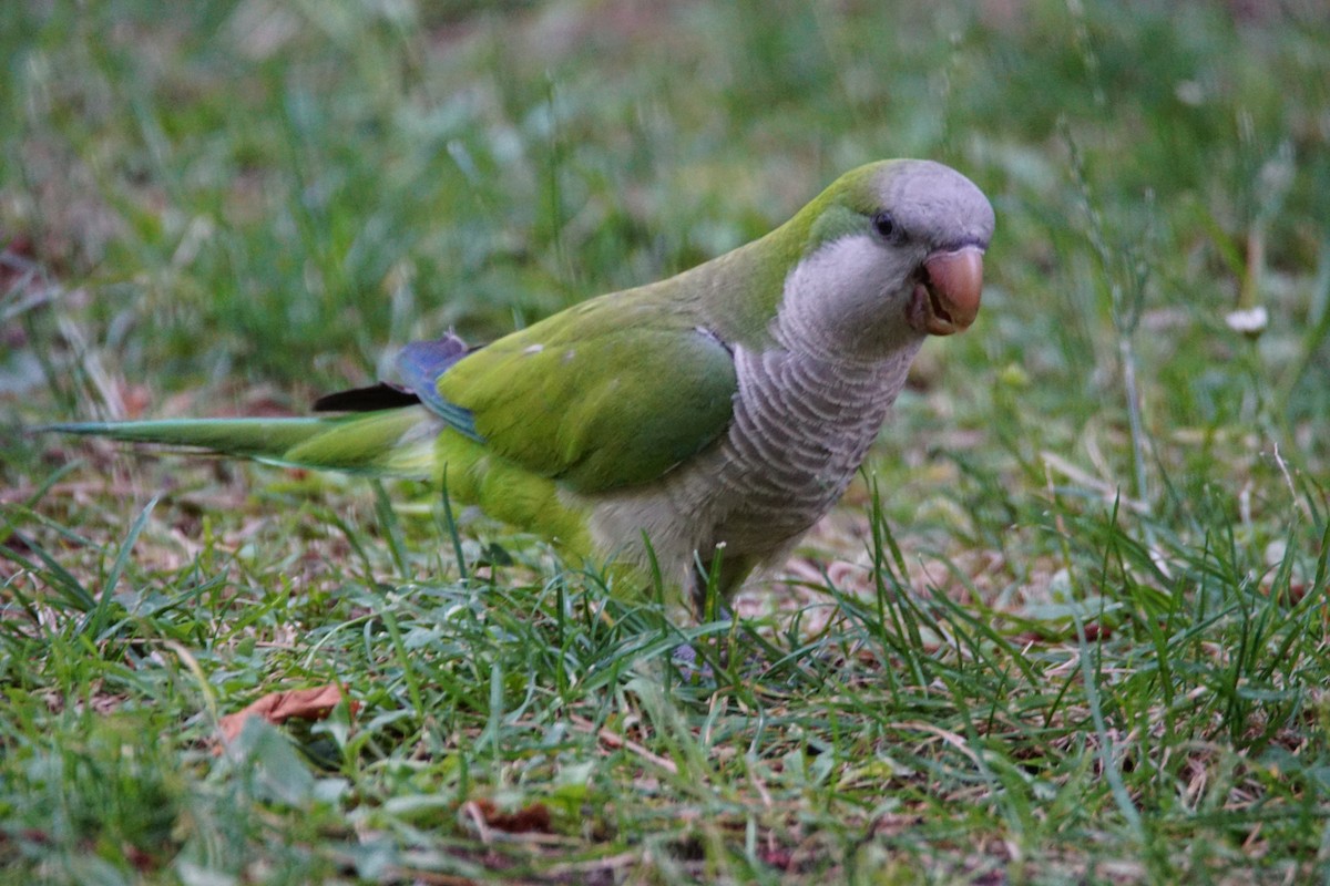Monk Parakeet - ML638228328