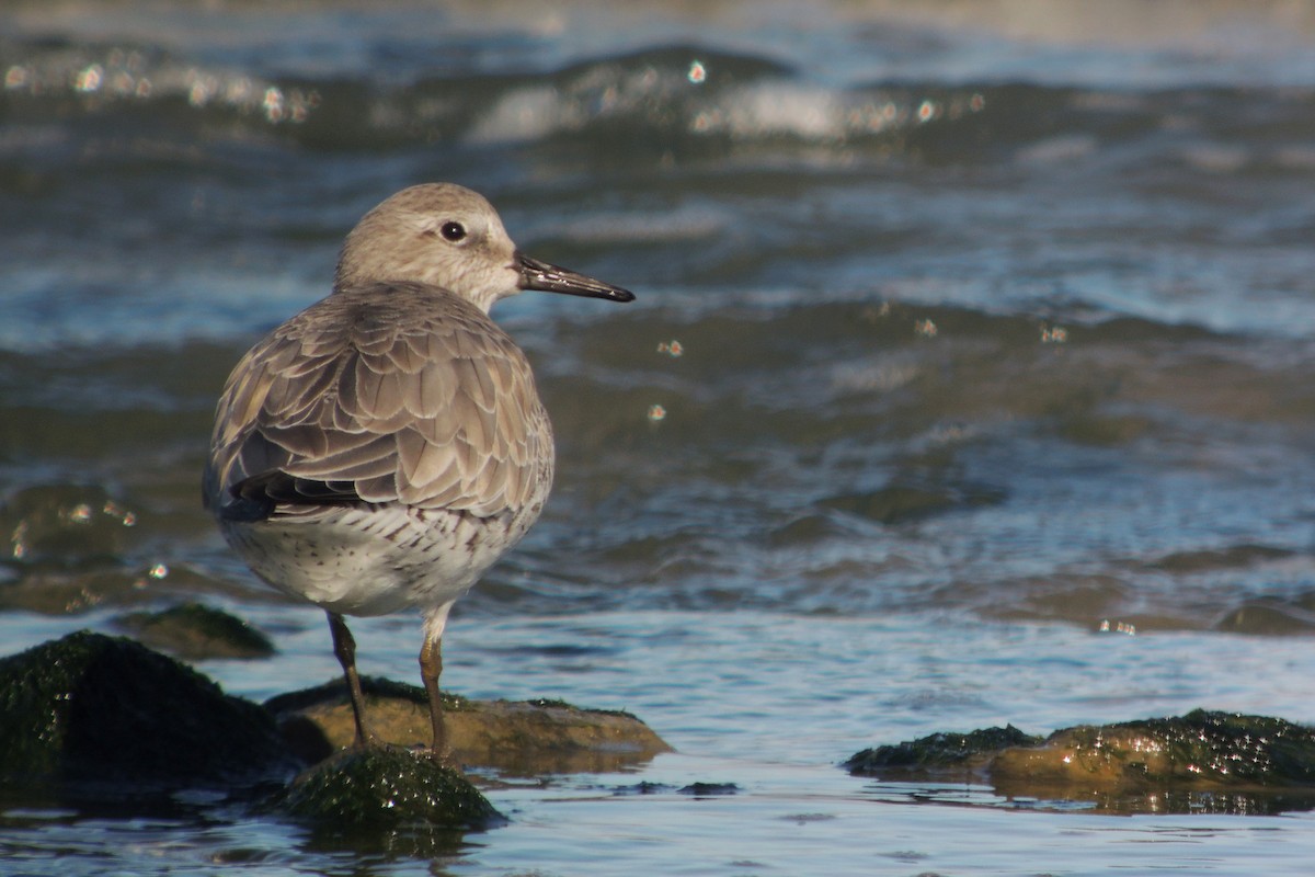 Red Knot - ML638228329