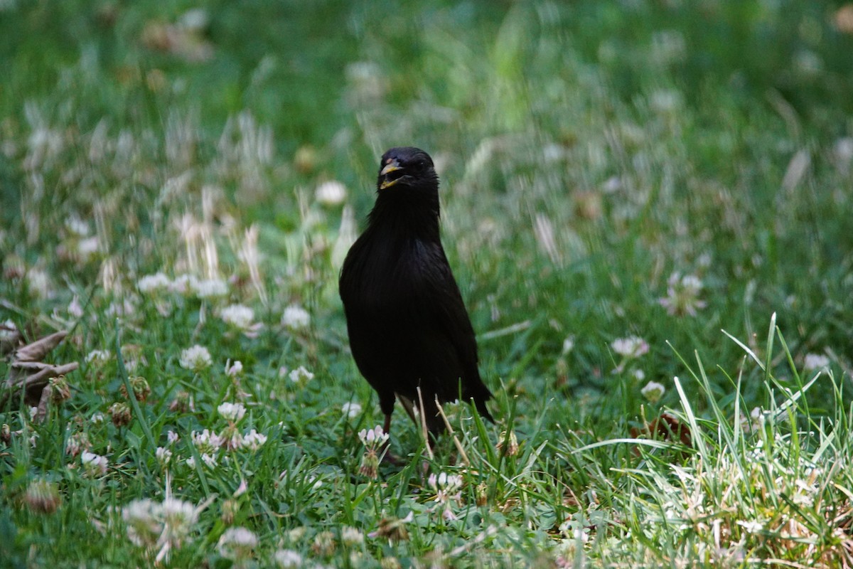 Spotless Starling - ML638228336