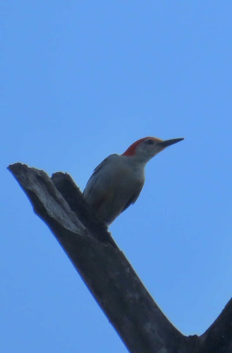 Red-bellied Woodpecker - ML638228341