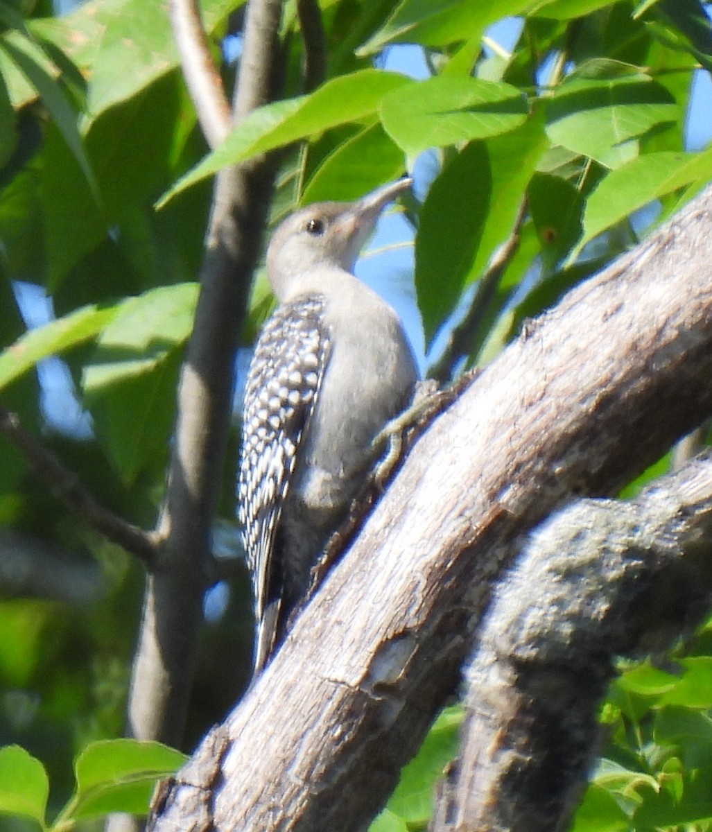 Red-bellied Woodpecker - ML638228344