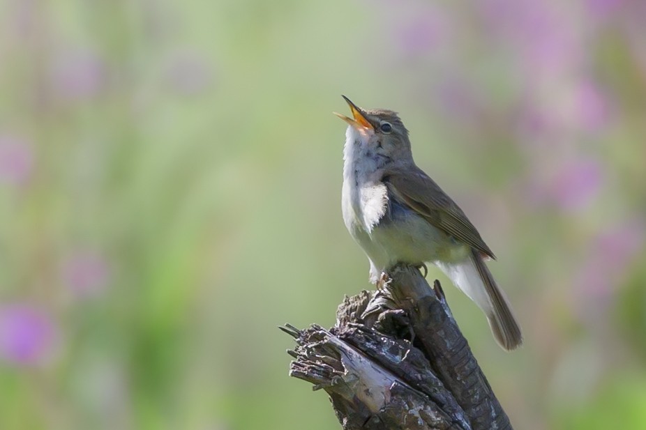 Blyth's Reed Warbler - ML638228345