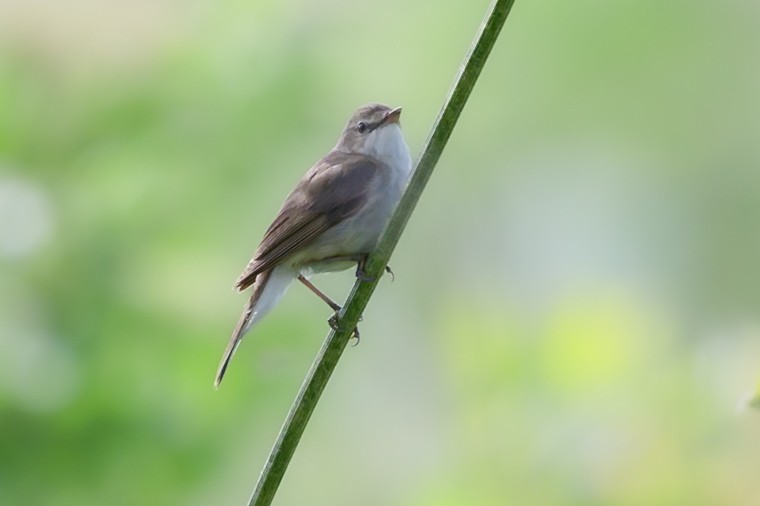 Blyth's Reed Warbler - ML638228346