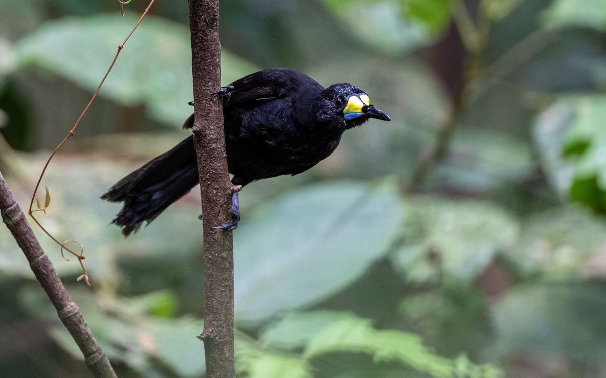 Long-tailed Paradigalla - ML638228354