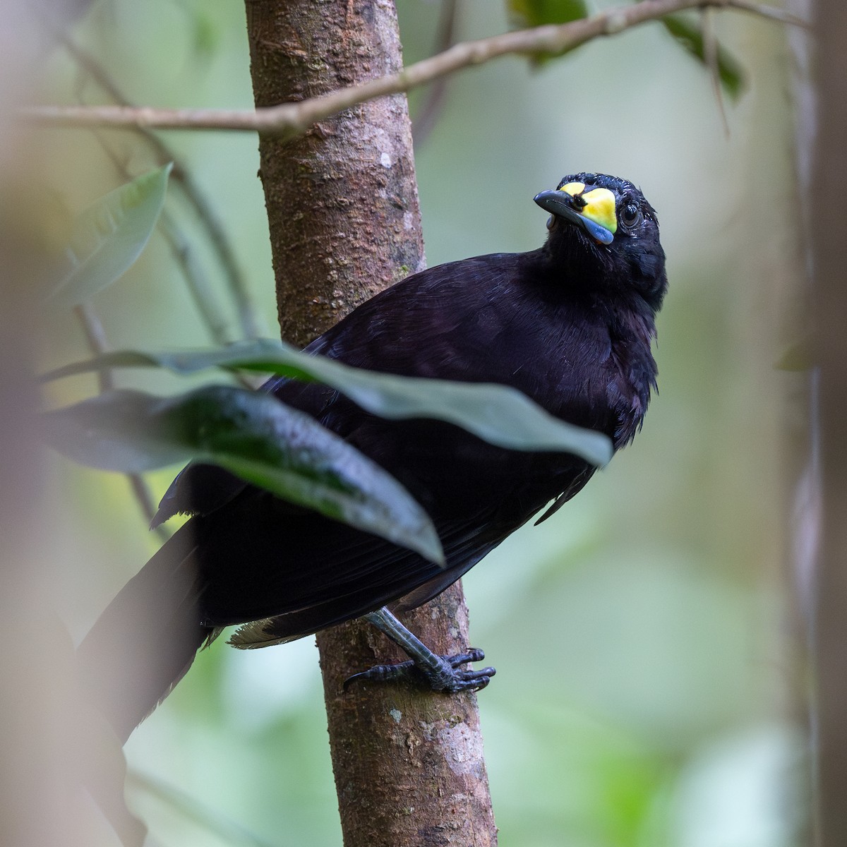 Long-tailed Paradigalla - ML638228355