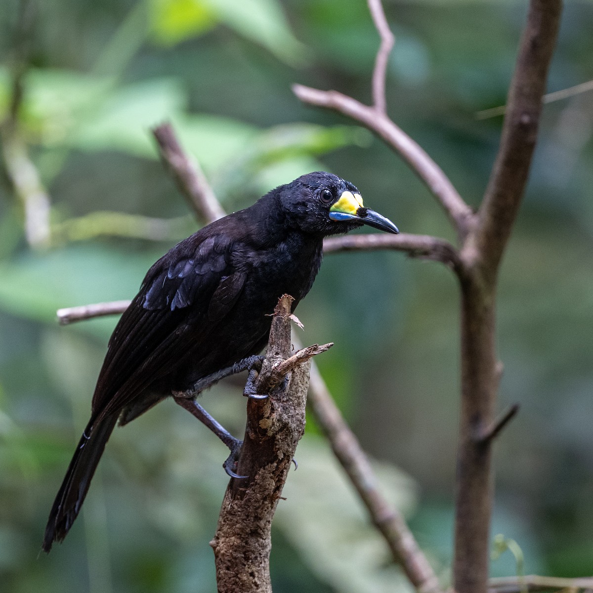 Long-tailed Paradigalla - ML638228357