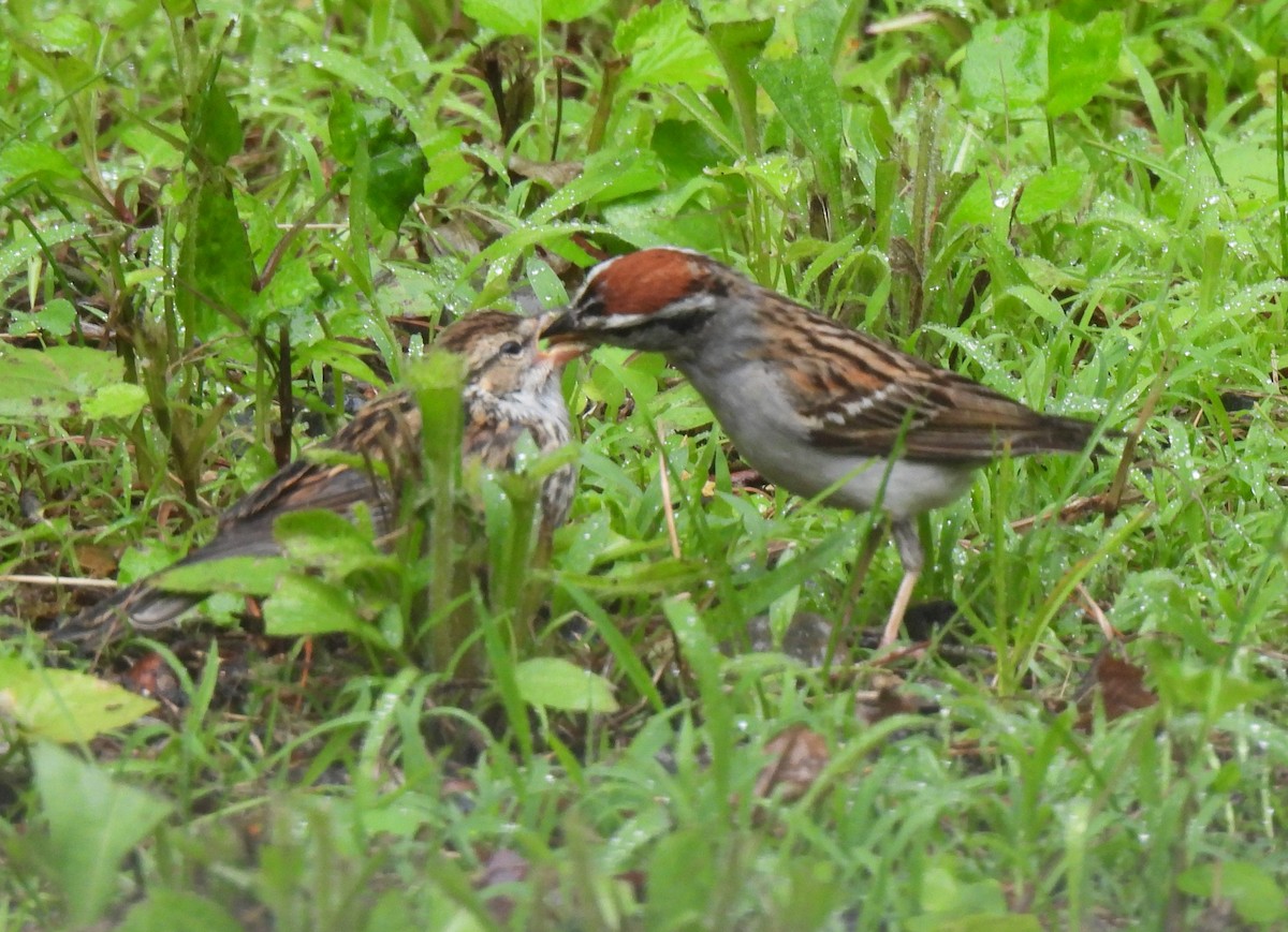 Chipping Sparrow - ML638228373
