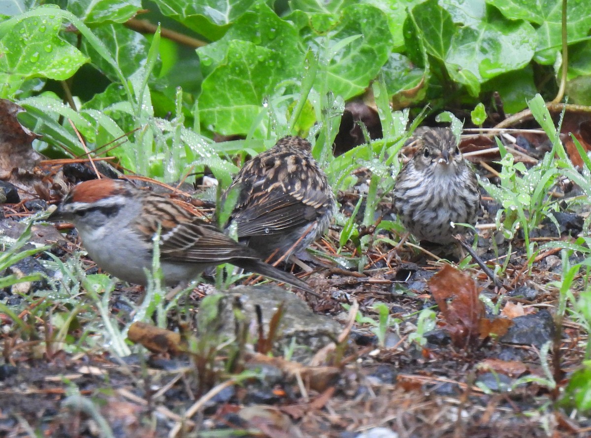 Chipping Sparrow - ML638228376