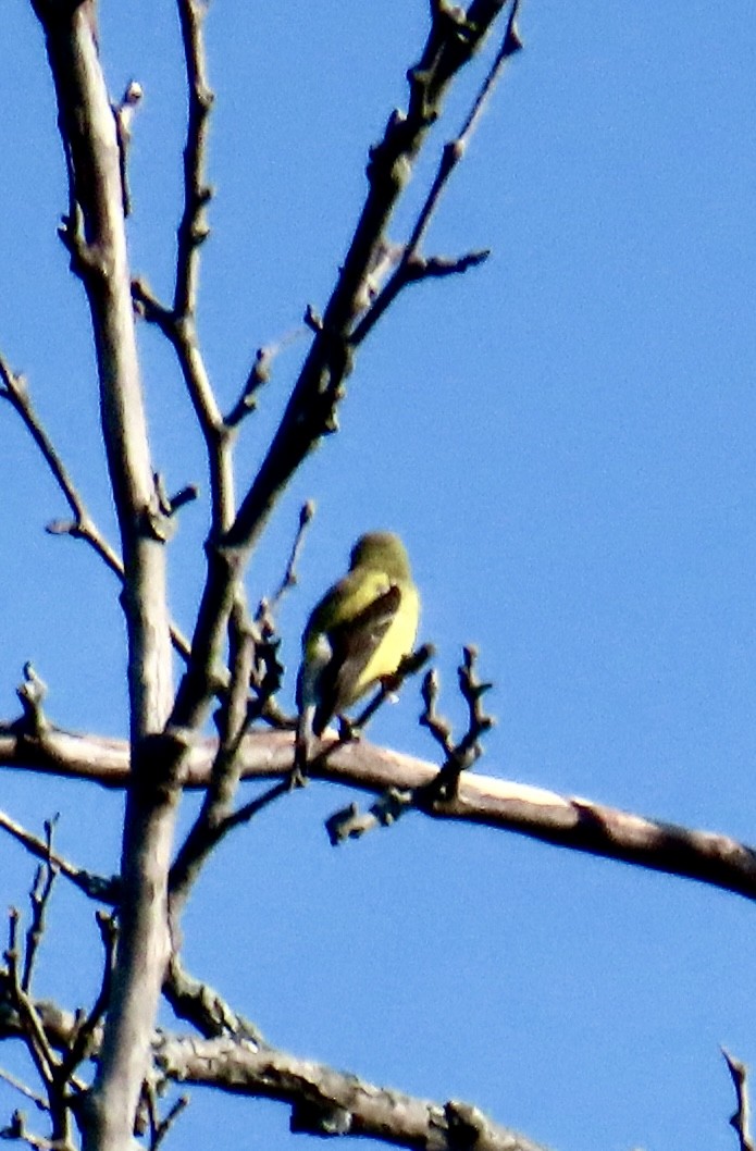 American Goldfinch - ML638228387