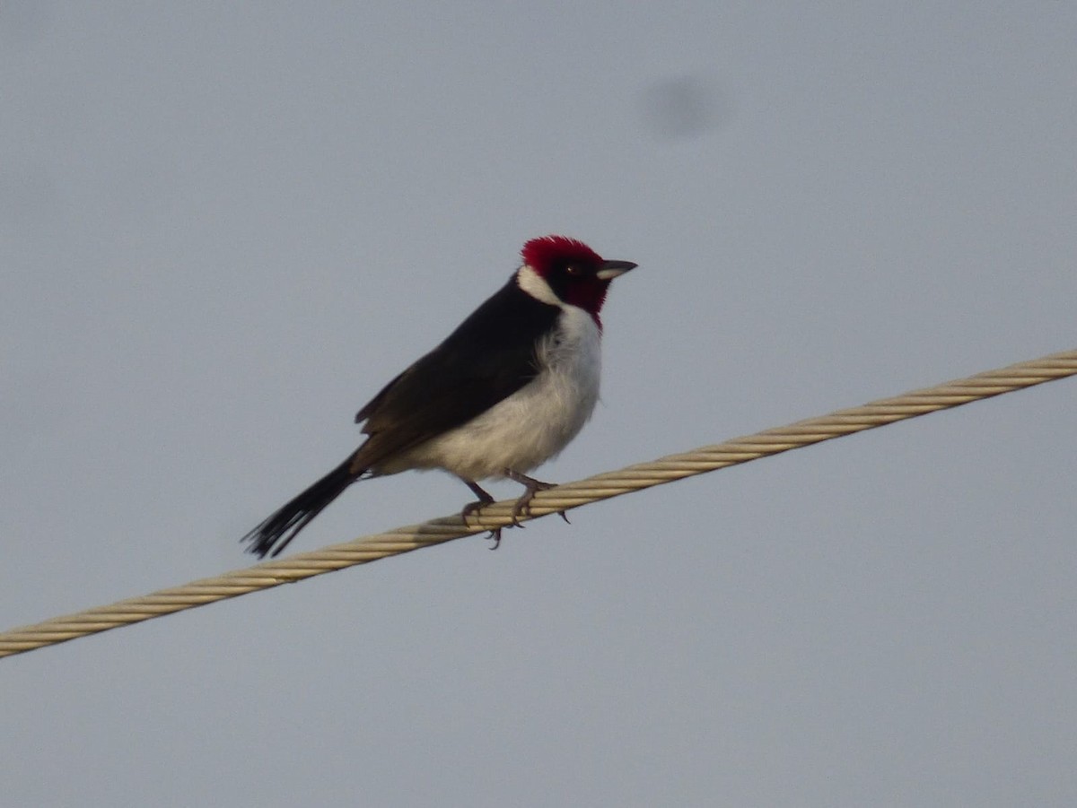 Masked Cardinal - ML638228389