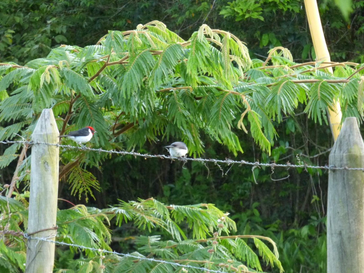 Masked Cardinal - ML638228390
