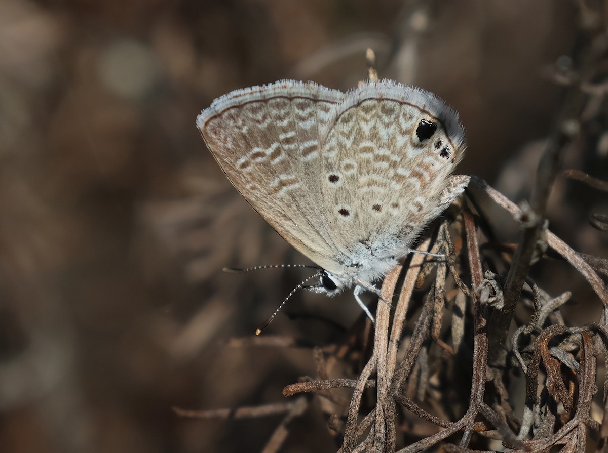 Insects - ML638228407