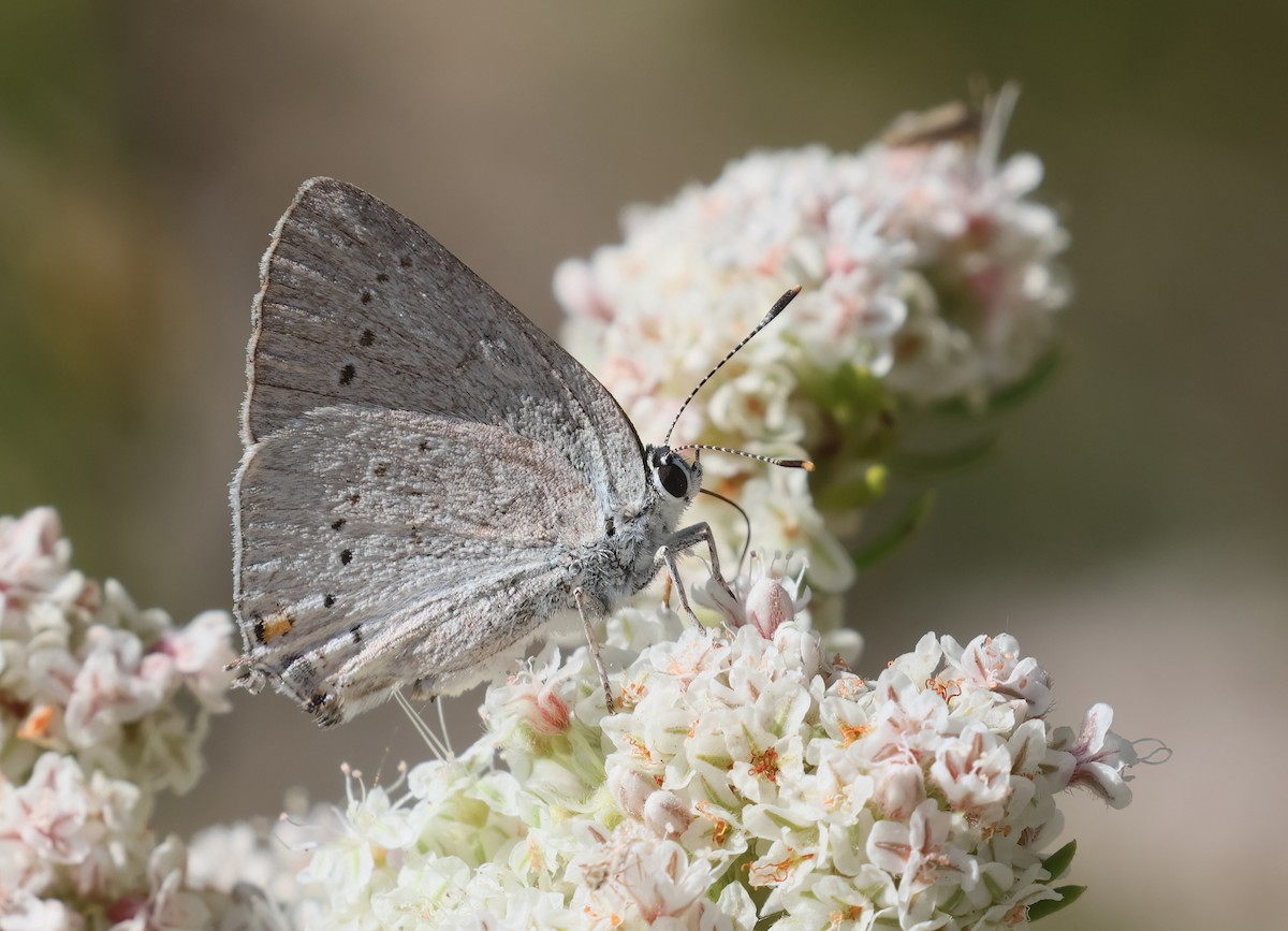 Insects - ML638228409