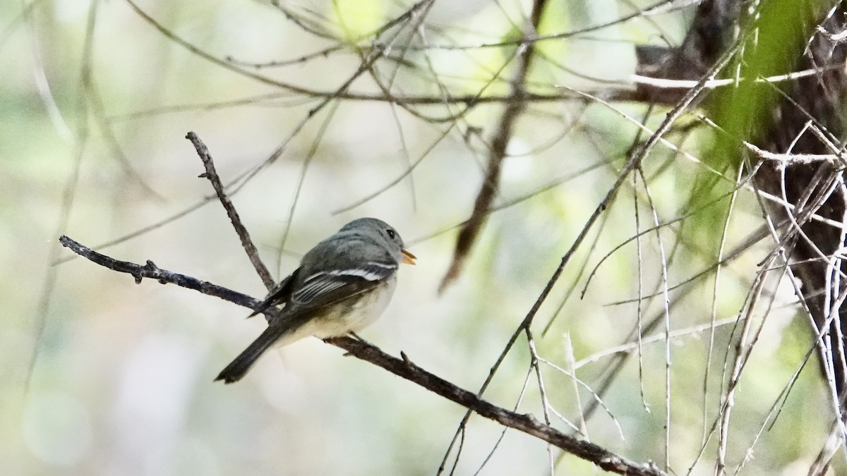 Gray Flycatcher - ML638228423