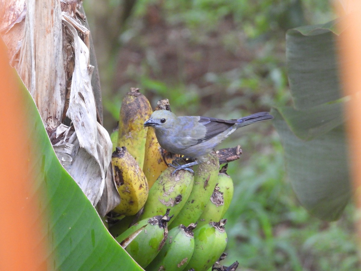 Palm Tanager - ML638228438