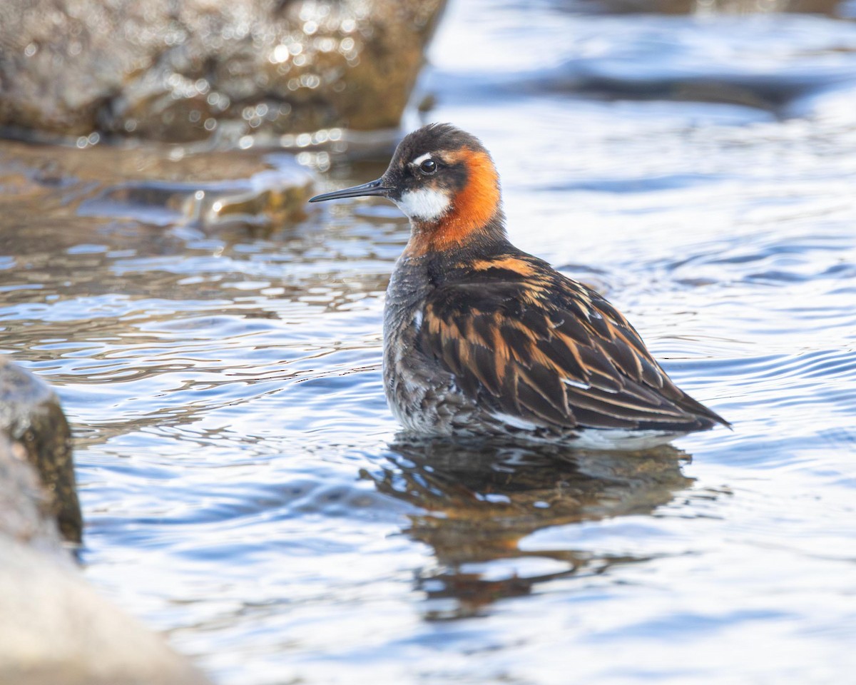 Red-necked Phalarope - ML638228453
