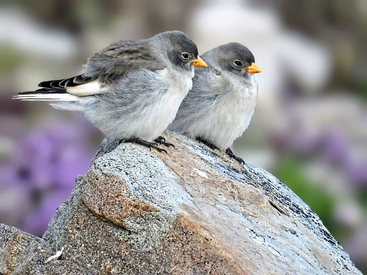 White-winged Snowfinch - ML638228464