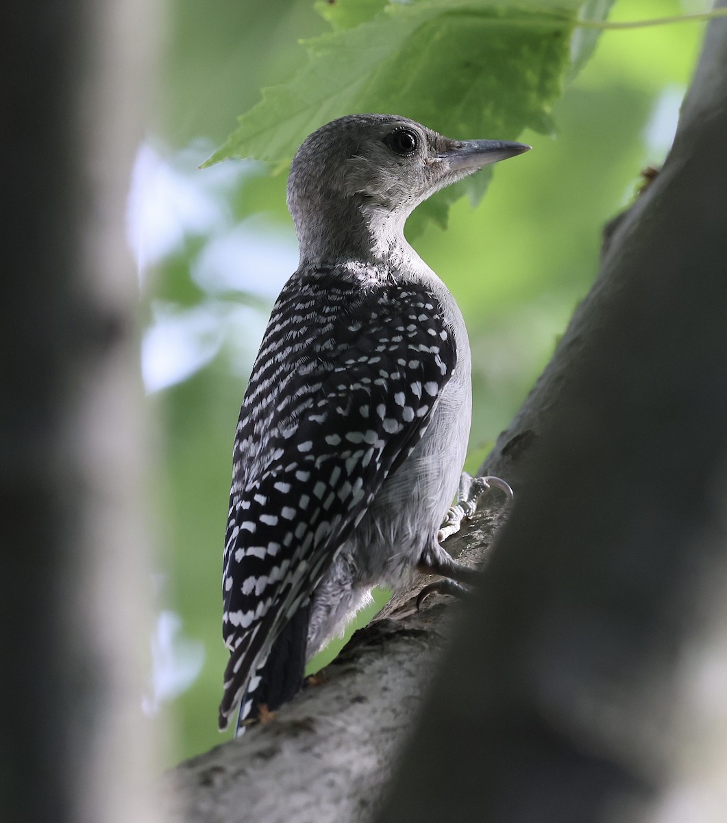Red-bellied Woodpecker - ML638228481