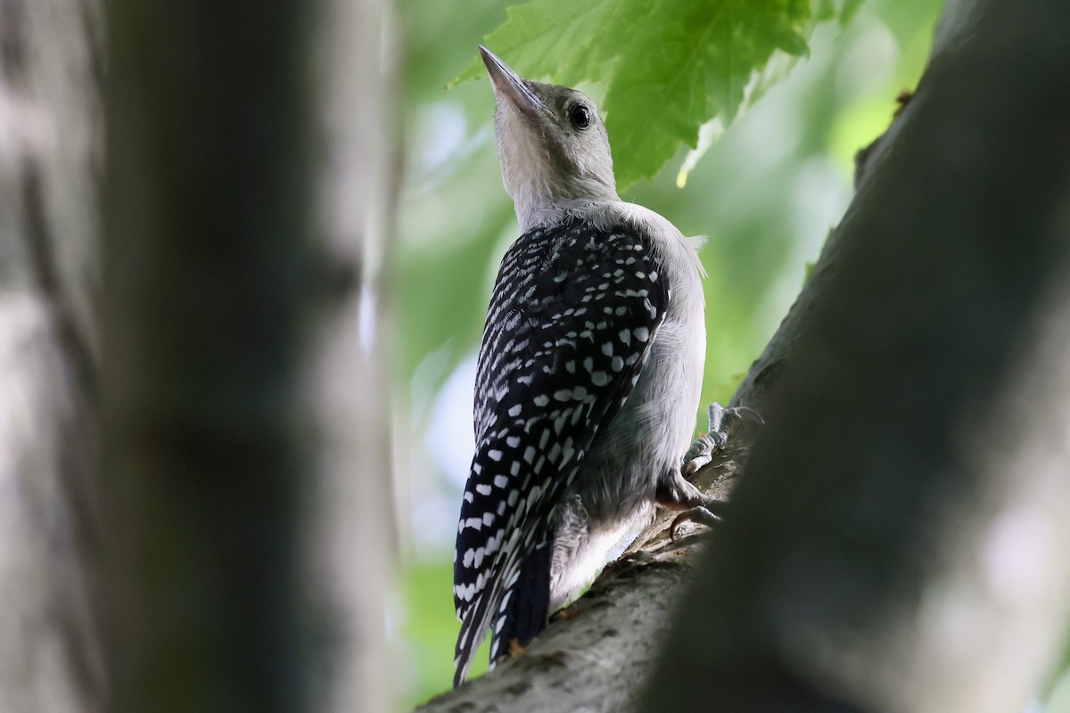 Red-bellied Woodpecker - ML638228482