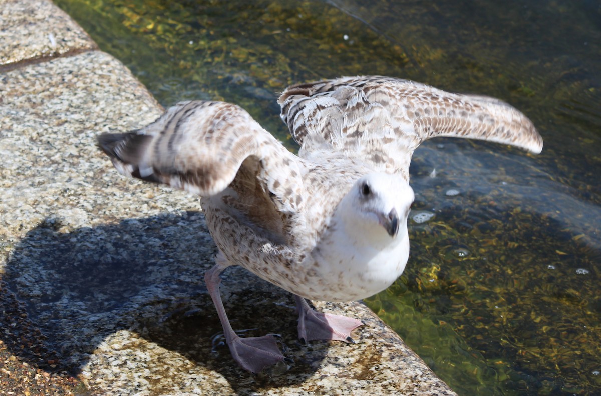 Caspian Gull - ML638228506