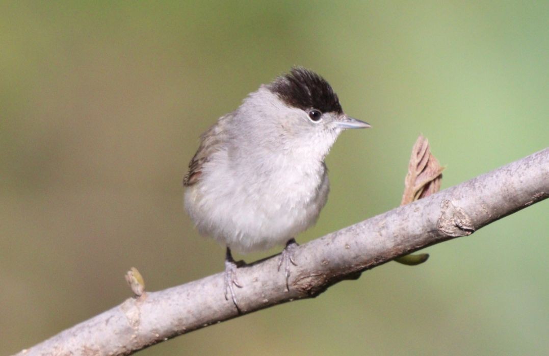 Eurasian Blackcap - ML638228512