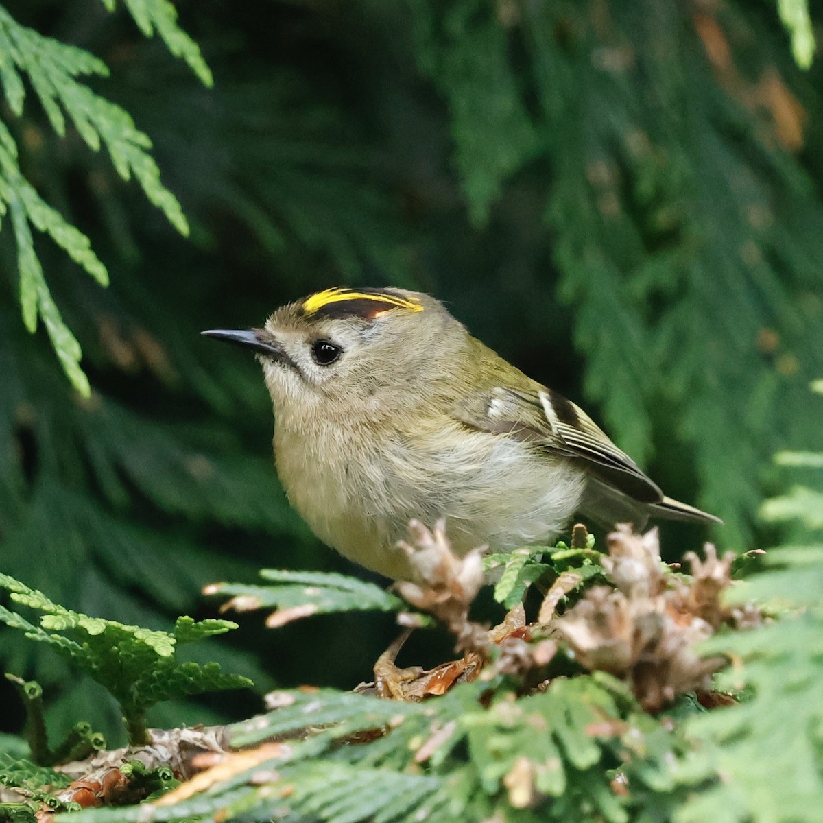 Goldcrest - ML638228574