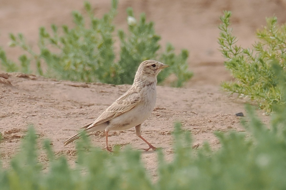 Turkestan Short-toed Lark - ML638228584