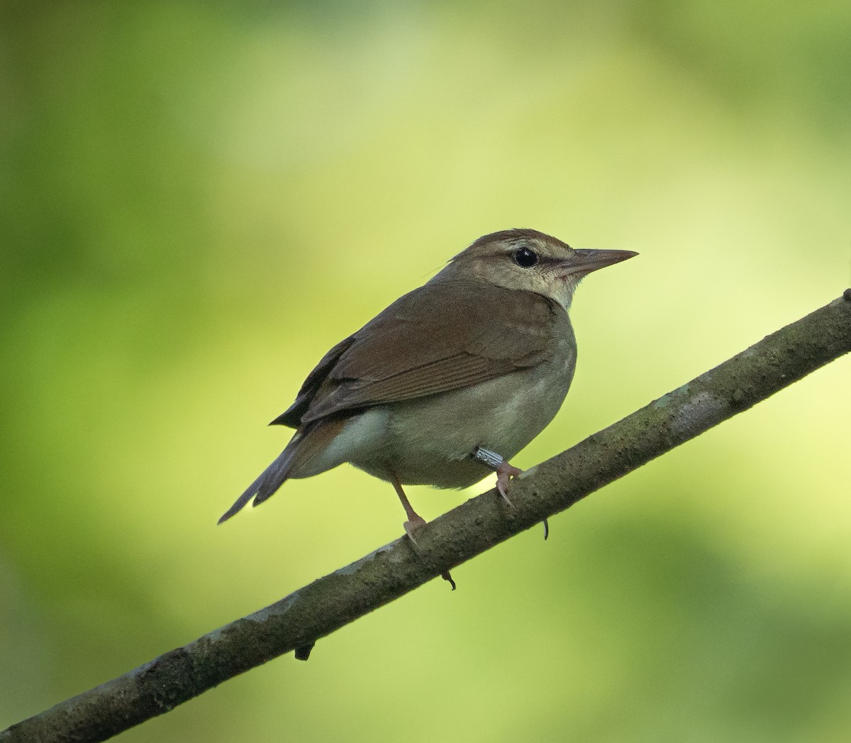 Swainson's Warbler - ML638228590