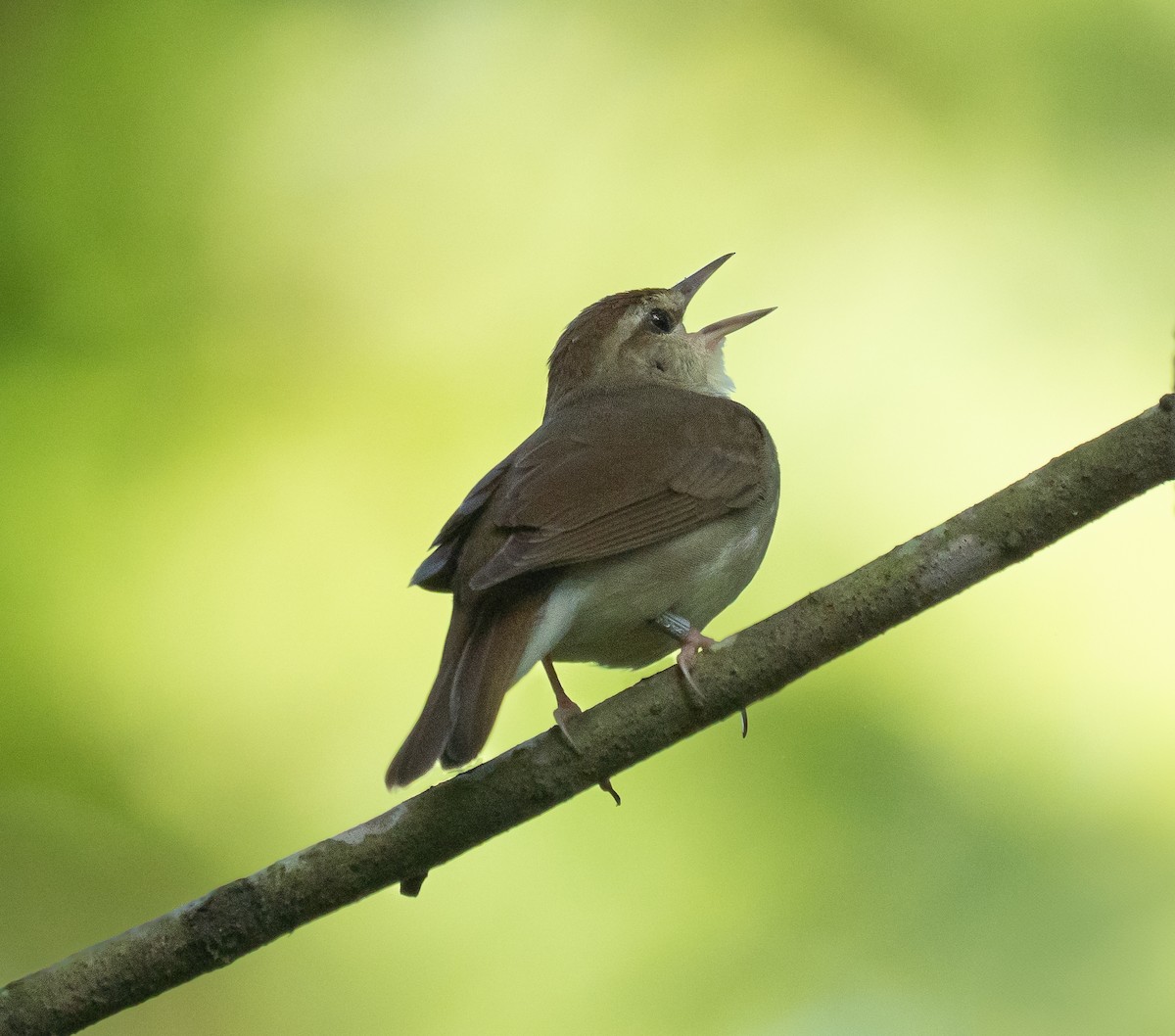 Swainson's Warbler - ML638228591
