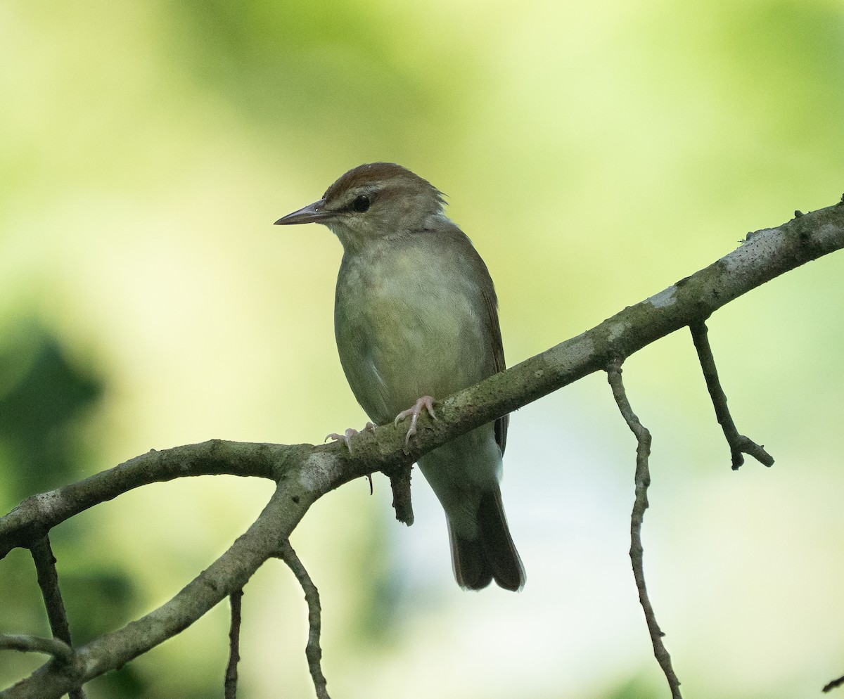 Swainson's Warbler - ML638228592