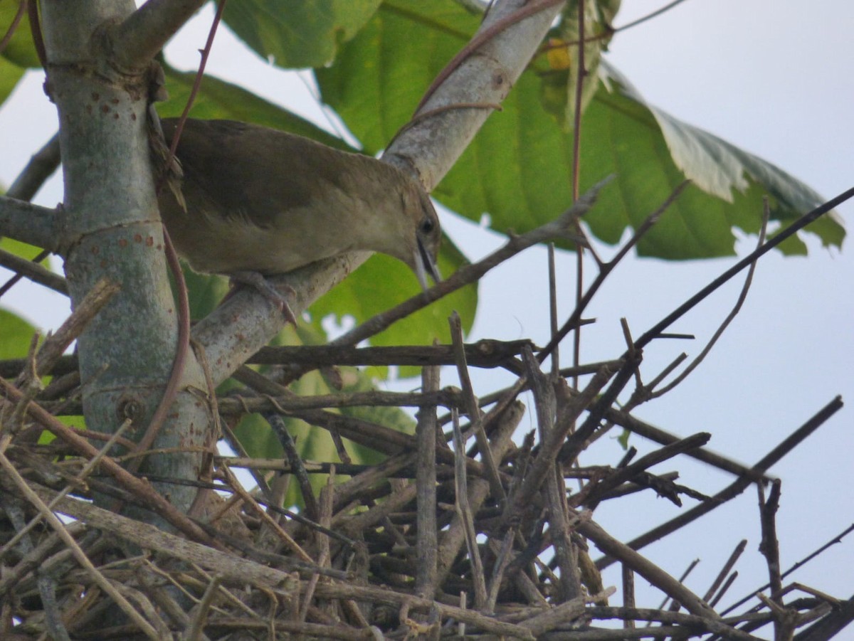 Plain Thornbird - ML638228597