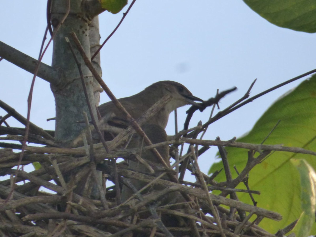 Plain Thornbird - ML638228598