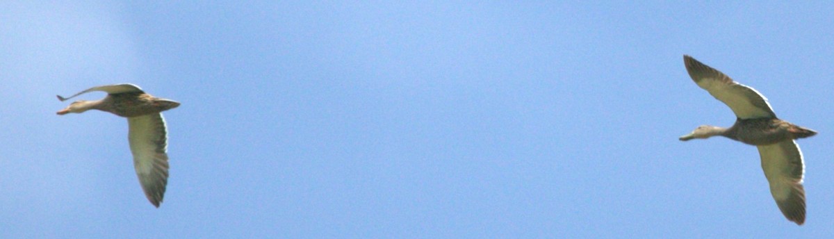 Mexican Duck - ML638228614