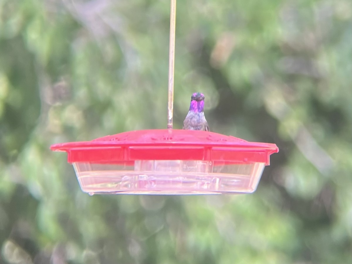 Black-chinned x Anna's Hummingbird (hybrid) - ML638228624