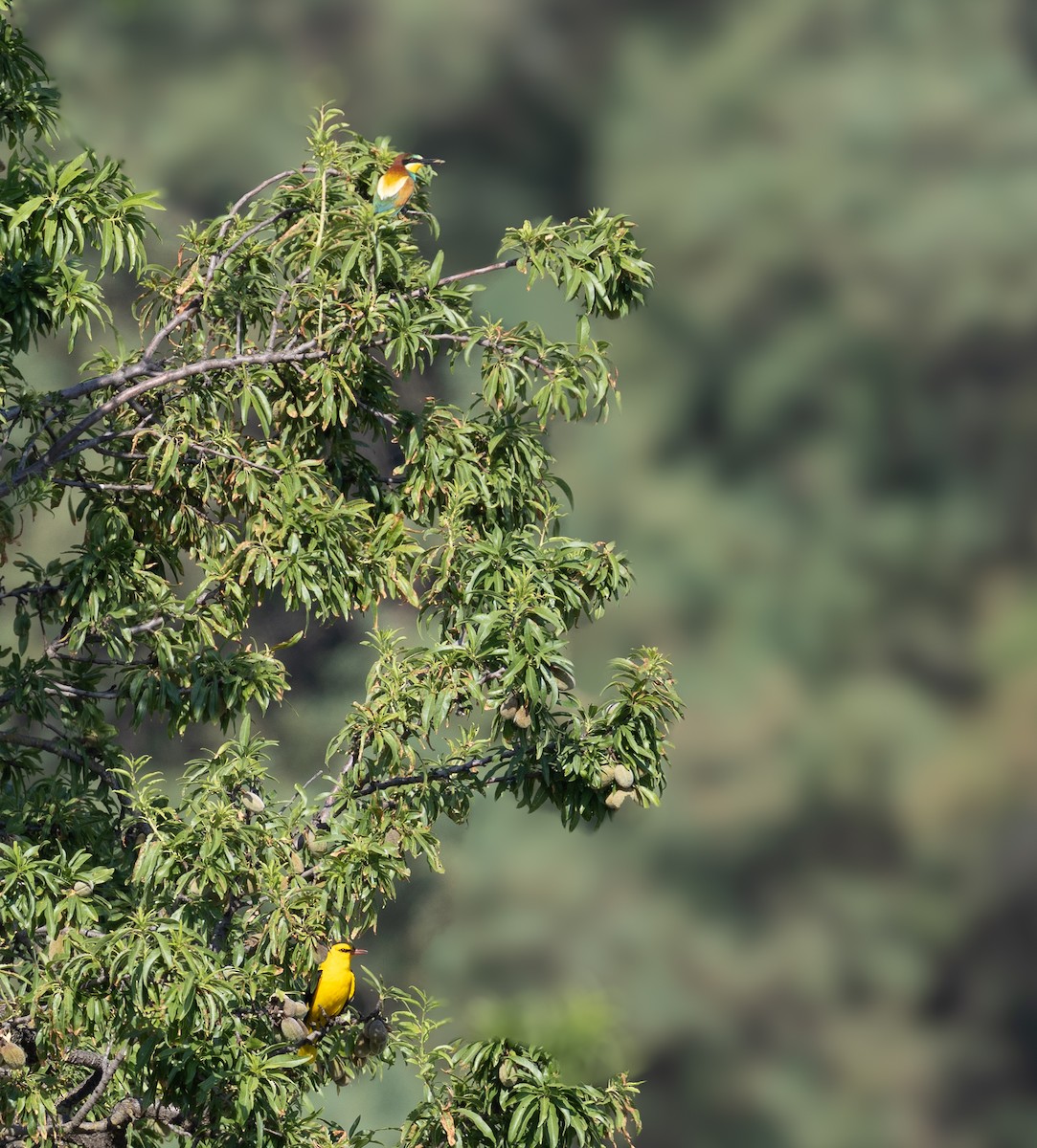 Eurasian Golden Oriole - ML638228651
