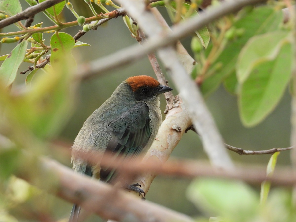 Scrub Tanager - ML638228657