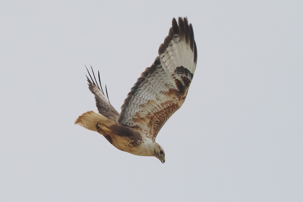 Long-legged Buzzard - ML638228659
