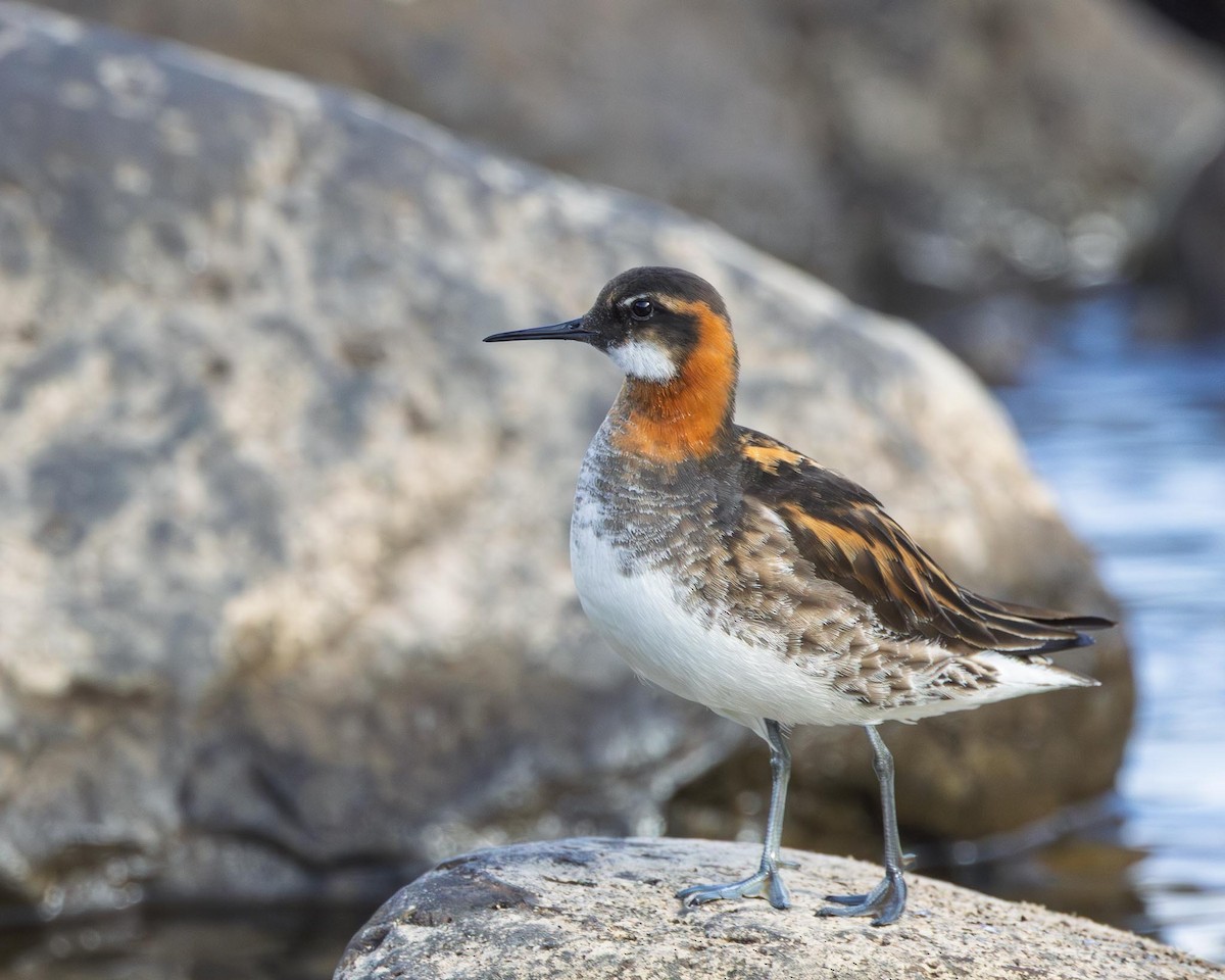 Red-necked Phalarope - ML638228660