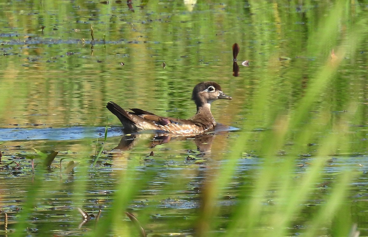 Wood Duck - ML638228670