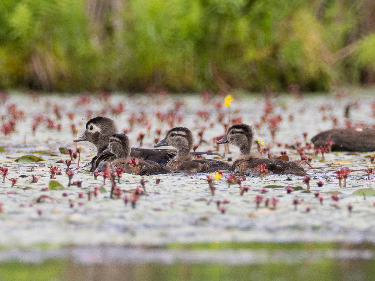 Wood Duck - ML638228677