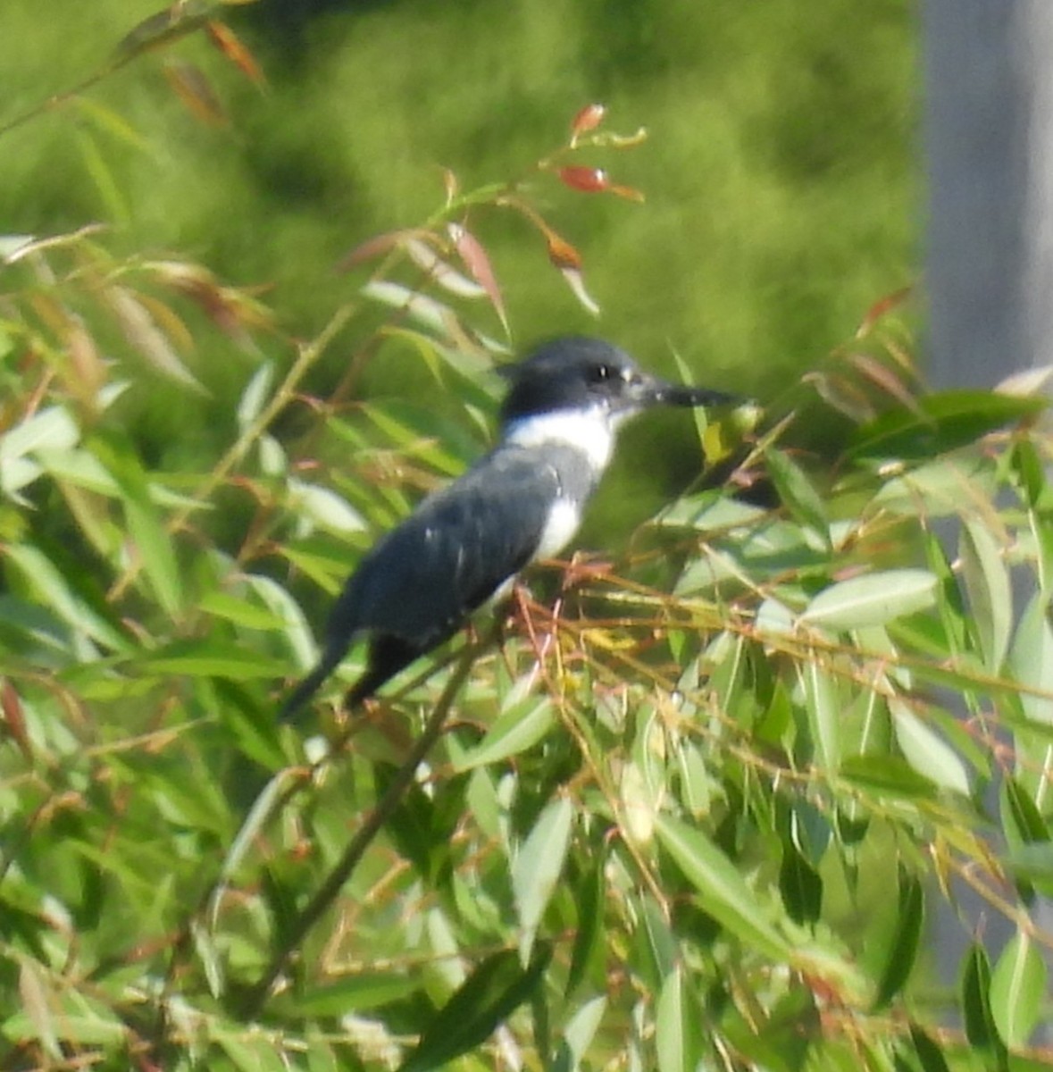 Belted Kingfisher - ML638228687