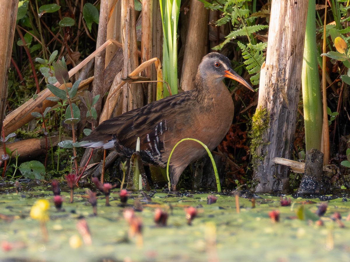 Virginia Rail - ML638228692