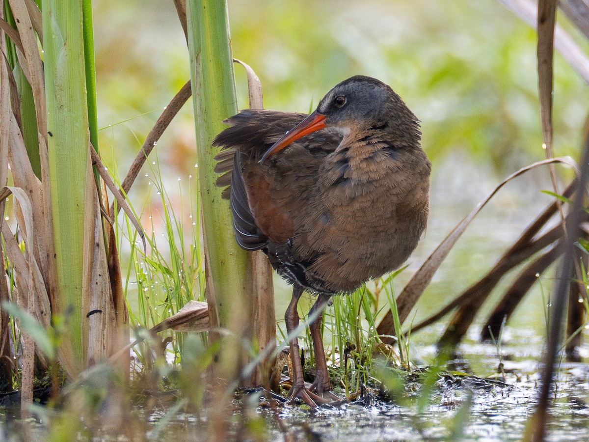 Virginia Rail - ML638228693