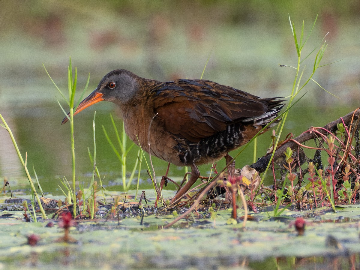 Virginia Rail - ML638228694
